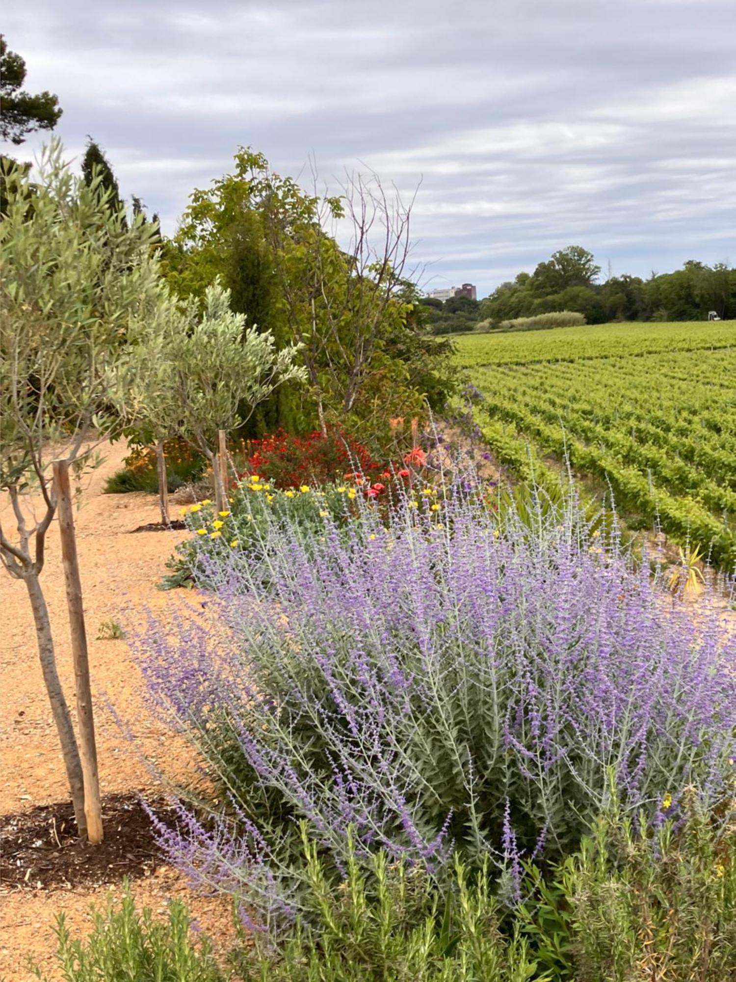 Domaine De L'Herbe Sainte Mirepeisset Екстериор снимка