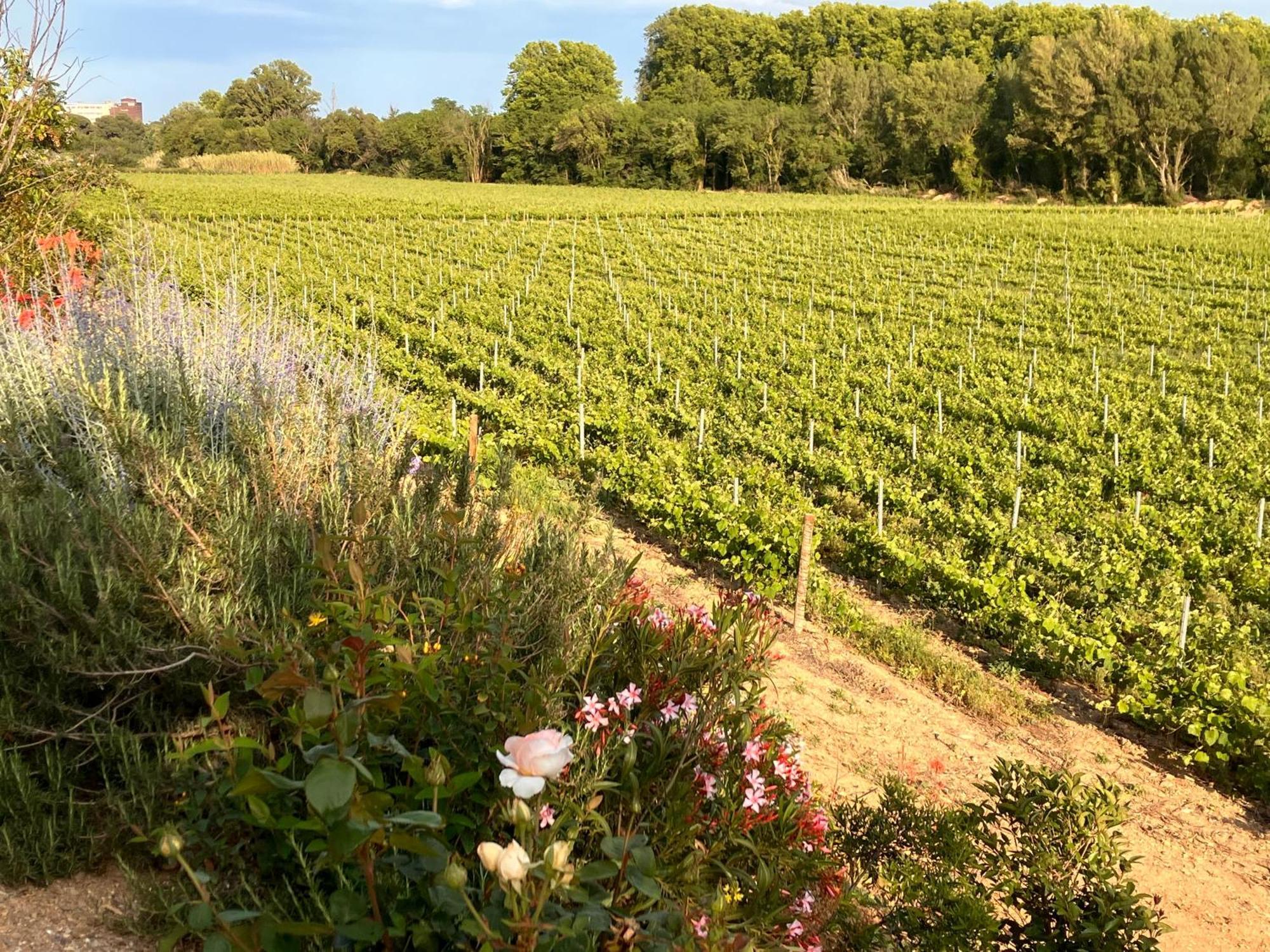 Domaine De L'Herbe Sainte Mirepeisset Екстериор снимка
